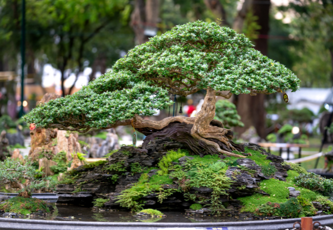 Bonsai Tree