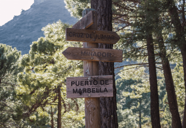 Tree with Direction signs