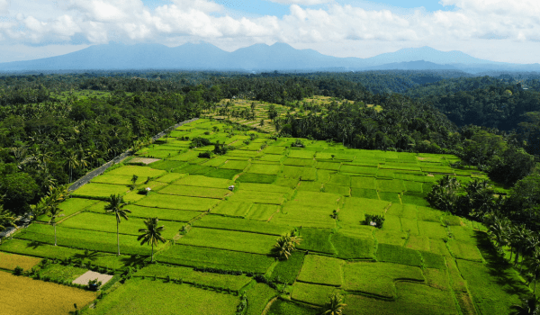 Bongkasa Ubud