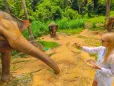Elephants in a forest at sanctuary in Thailand.
