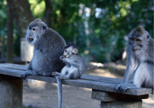 Monkeys in the Sacred Monkey Forest Sanctuary