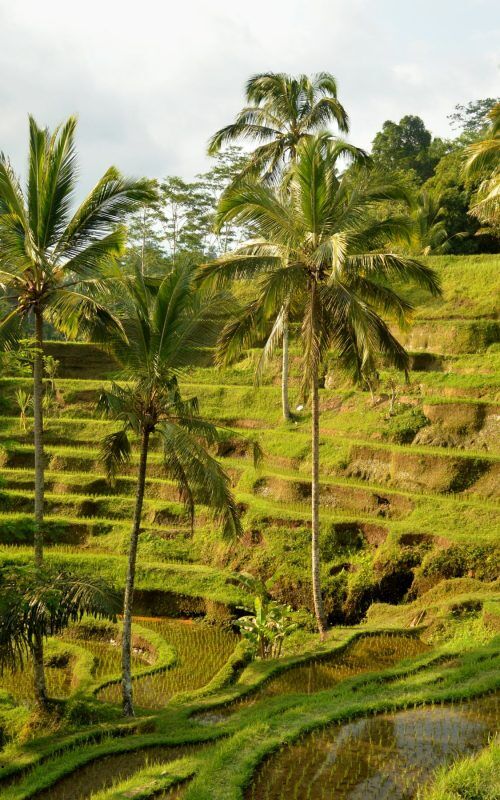 Port Ubud 1