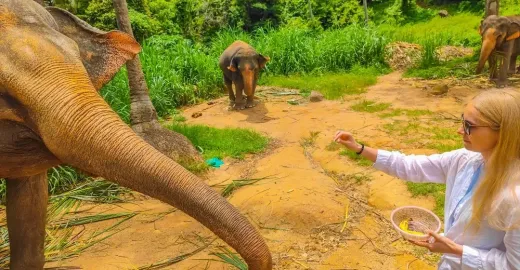 Elephants in a forest at sanctuary in Thailand.