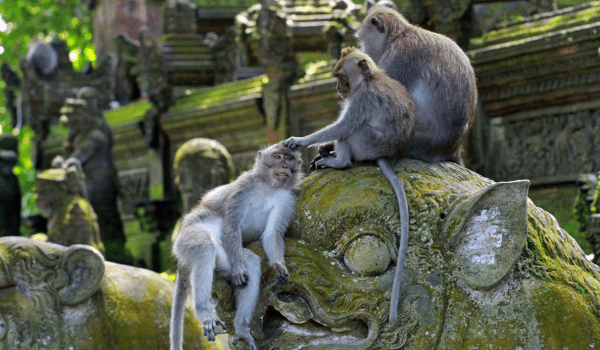 Monkeys in Ubud Monkey Forest