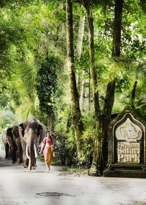 Bali Nature Elephant