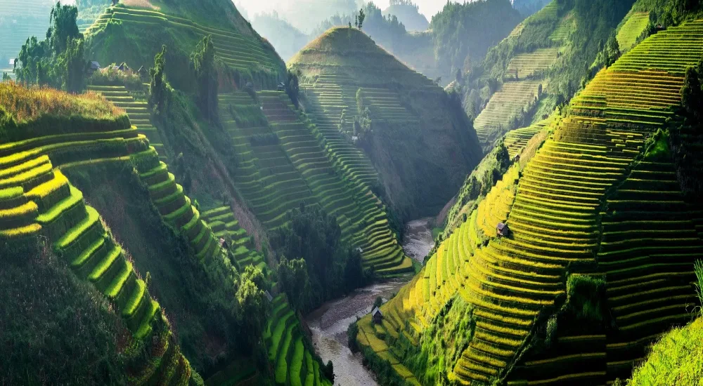 Rice fields on terraced in Northwest of Vietnam