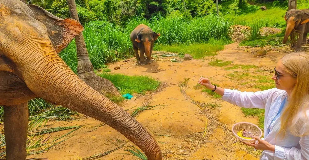 Elephants in a forest at sanctuary in Thailand.