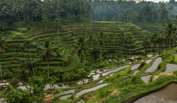 Ubud Rice Terraces