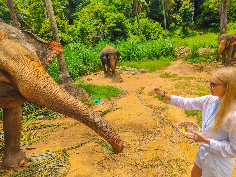 Elephants in a forest at sanctuary in Thailand.