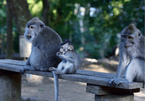 Monkeys in the Sacred Monkey Forest Sanctuary