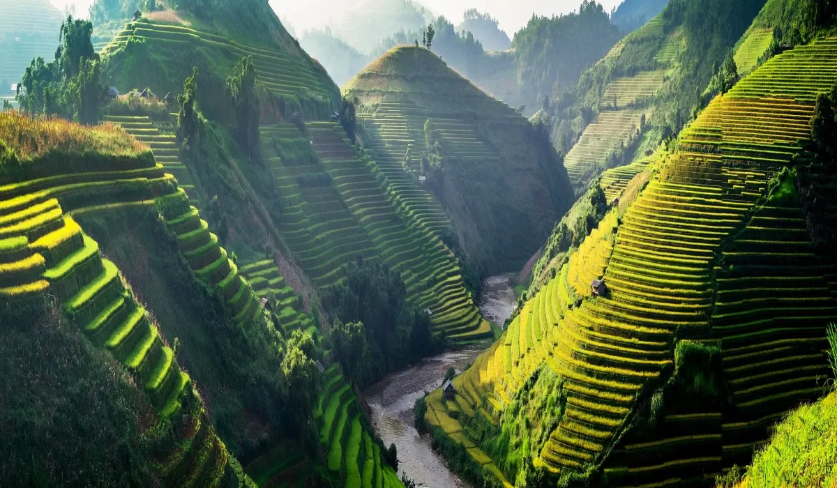 Rice fields on terraced in Northwest of Vietnam